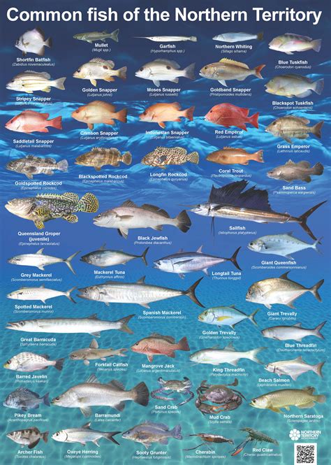 The whole range of fish you can find in the Ocean and sea.